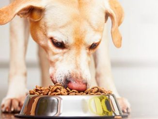 5 benefici che il cibo biologico per cani può offrire