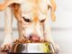 5 benefici che il cibo biologico per cani può offrire